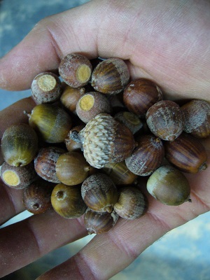 glands quercus x Paleolithicola (q.ellipsoidalis x q.velutina)